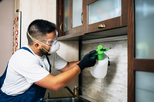 Best Flea Control Services  in Culver City, CA