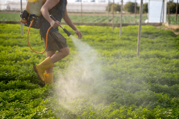 Best Best Pest Control Companies  in Culver City, CA