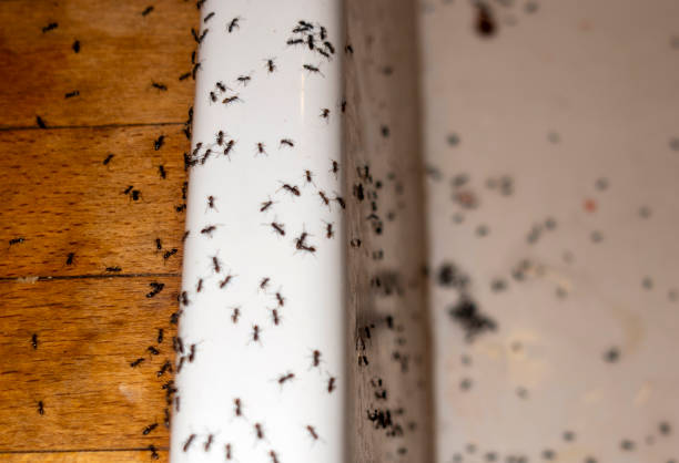 Best Pest Control Near Me in Culver City, CA