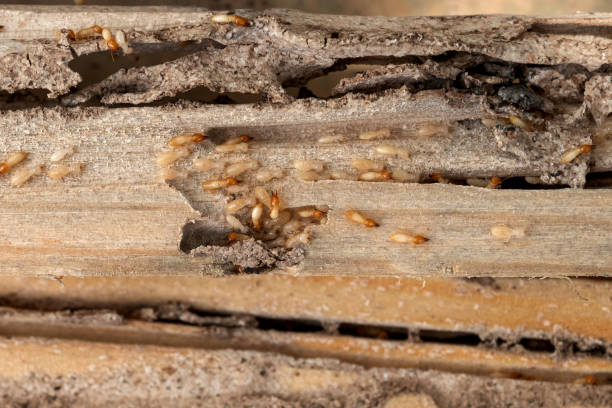 Best Residential Pest Control  in Culver City, CA
