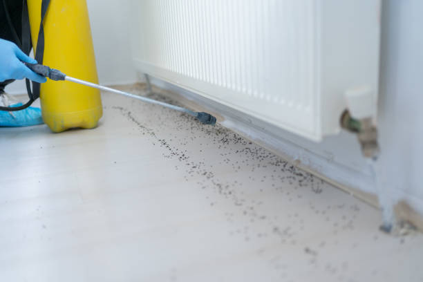 Best Ant Control Services  in Culver City, CA