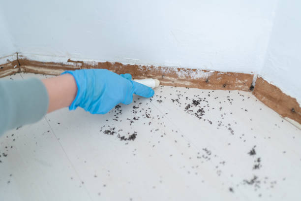 Best Best Pest Control Companies  in Culver City, CA