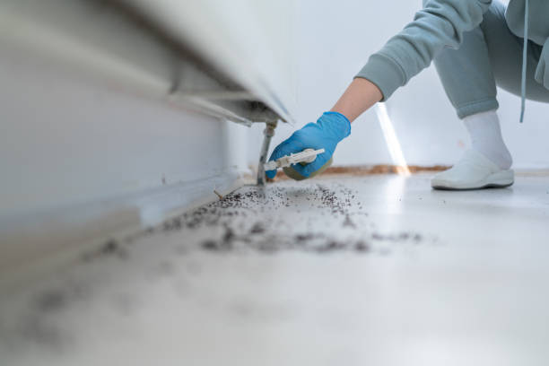 Best Rat Extermination Near Me  in Culver City, CA